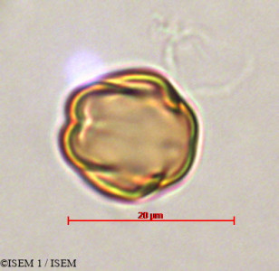 ISEM 1/Miconia_hymenanthera_29345/Miconia_hymenanthera_29345_0001(copy)_thumb.jpg
